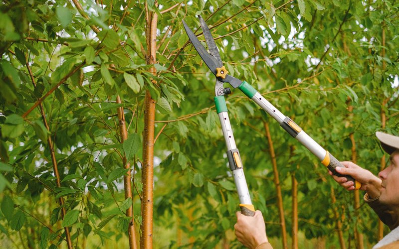 Tree trimming in Kennewick, WA